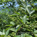 Green Péppercorns verts Sichuan Peppertree Pricklyash